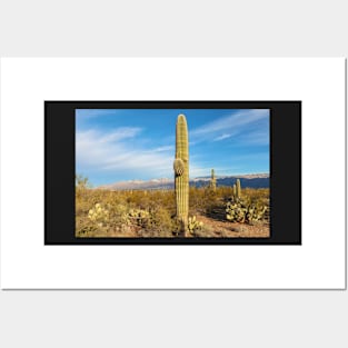 Saguaro Cacti Posters and Art